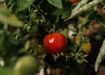 AGRO-SUR