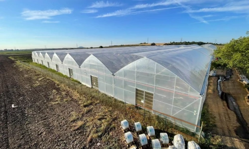 Téměř 7 000 m² pro pěstování jahod. Velký projekt, konkrétní technologie.