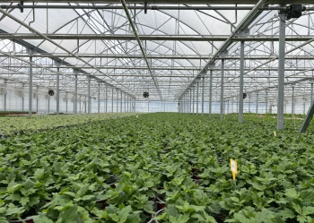 blok foliowy srodek 16