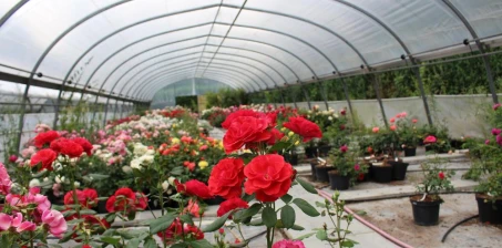 O czym informują oznaczenia folii na tunel?