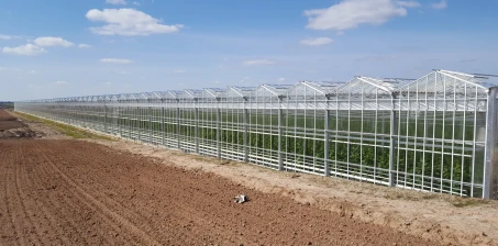 Jak zapylać pomidory uprawiane w szklarni lub pod folią?