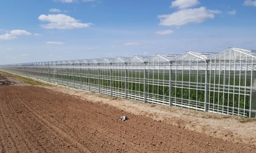 Jak zapylać pomidory uprawiane w szklarni lub pod folią?