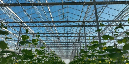 Jakie są zalety szklarni od Agro-Sur?