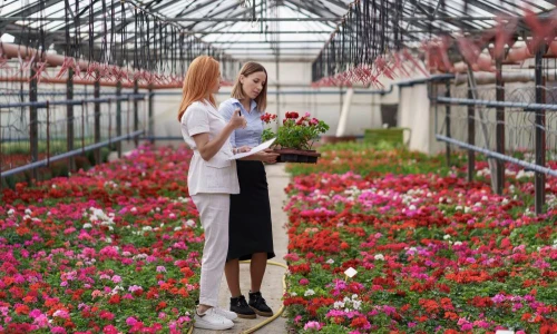 Jak uprawiać kwiaty w tunelu foliowym lub szklarni?