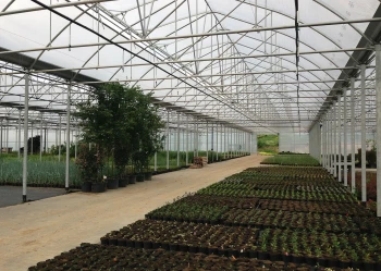 Wnętrze bloku foliowego szkółki drzew i krzewów Cyrzan